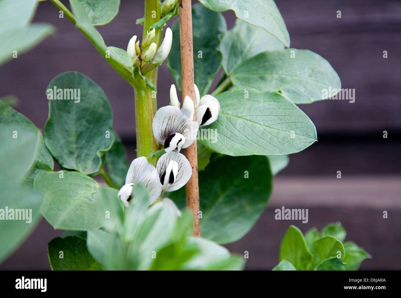 Bean Flower and Foliage Stock Photo Alamy
