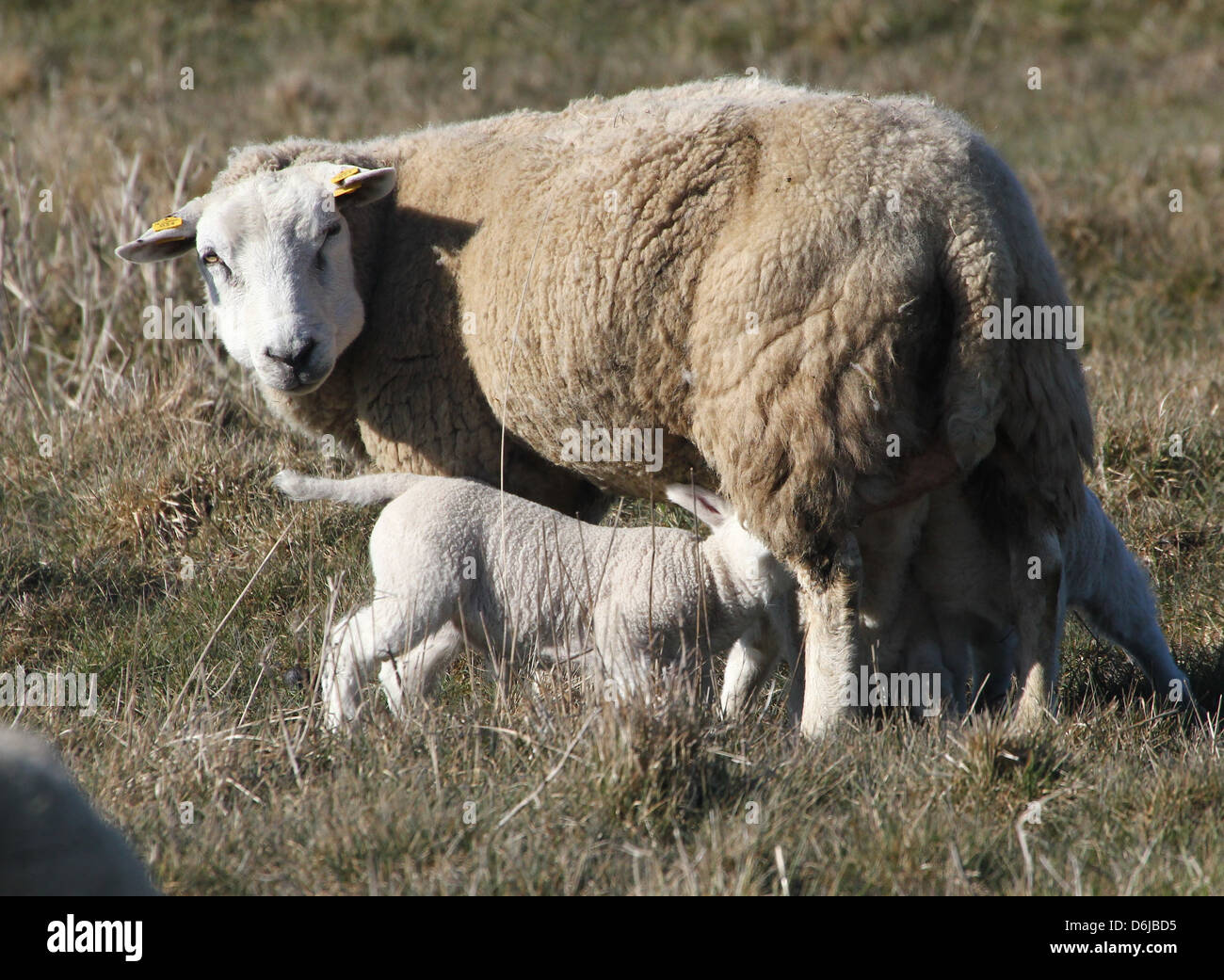 Lamb drinking mothers milk hires stock photography and images Alamy