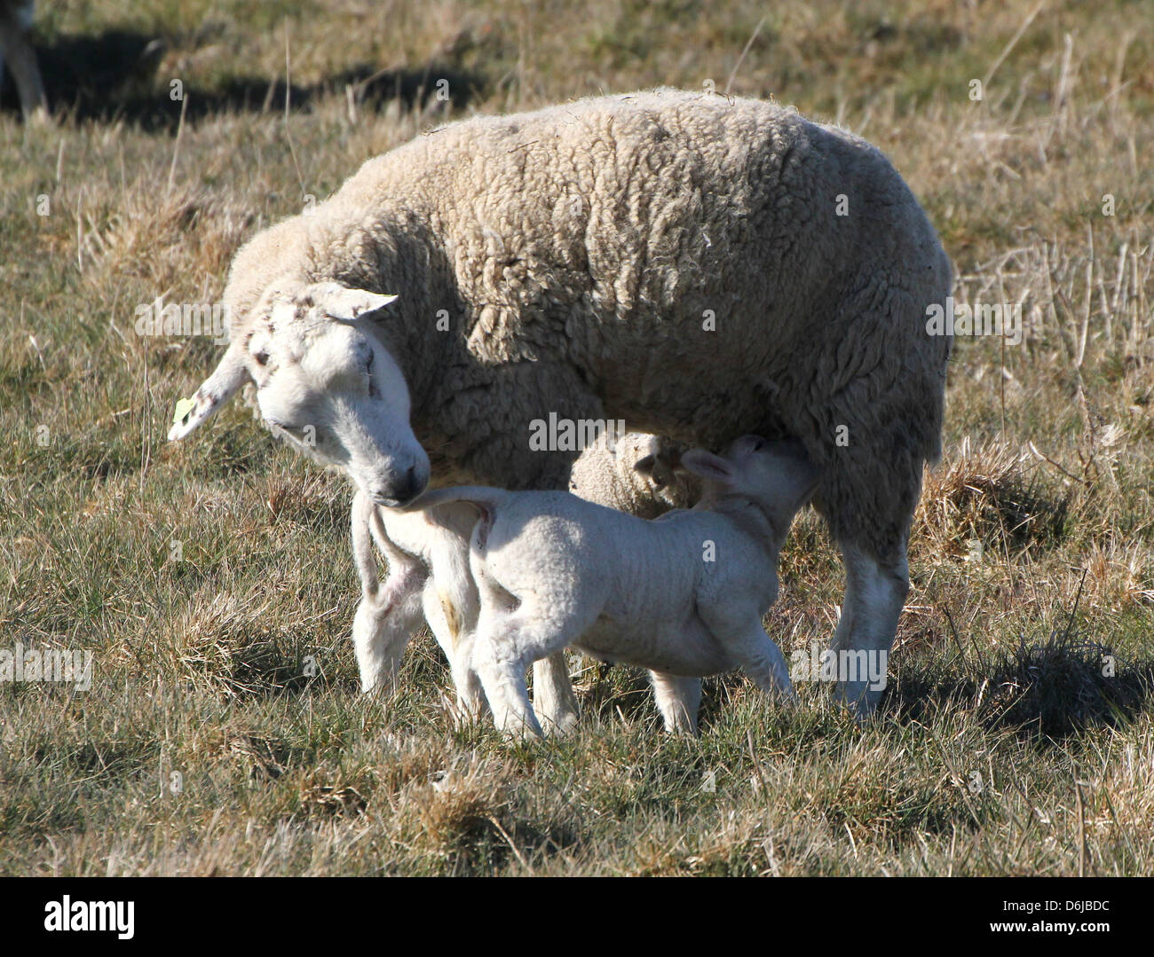 Drinking lamb sheep hires stock photography and images Alamy