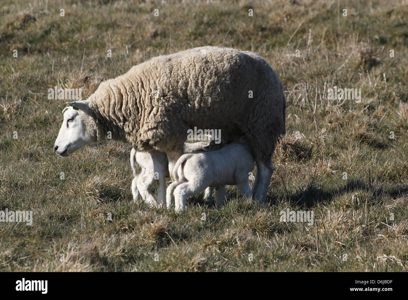 Young and cute little lambs drinking milk Stock Photo Alamy