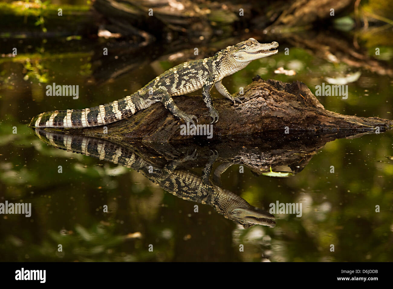 American Alligator Alligator mississippiensis Stock Photo