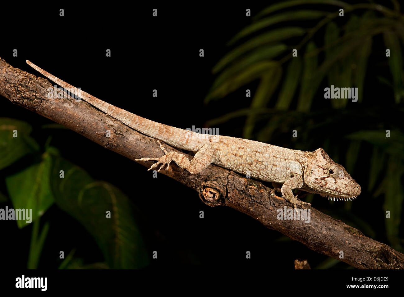 Chameleon Anole Chamaeoli species Stock Photo