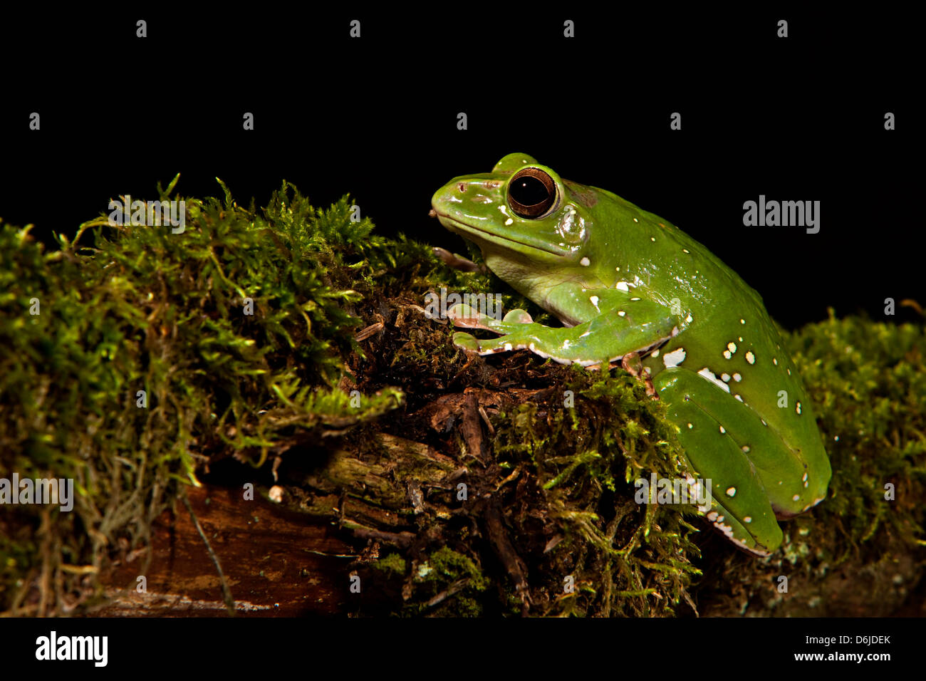 Chinese Gliding Frog Polypedates dennysi ssp. Stock Photo