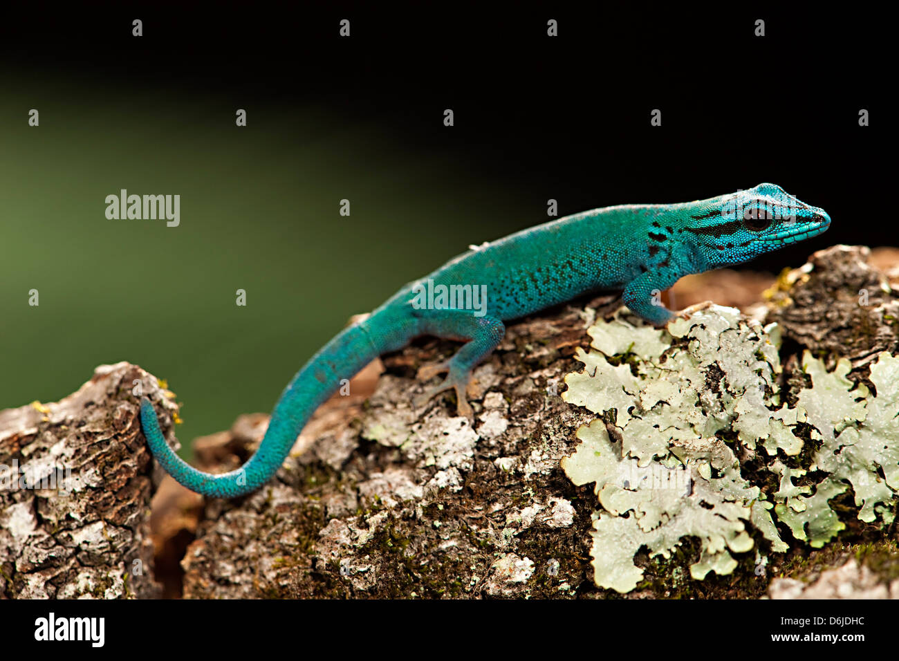 Electric Blue Day Gecko Lygodactylus williamsi Stock Photo Alamy