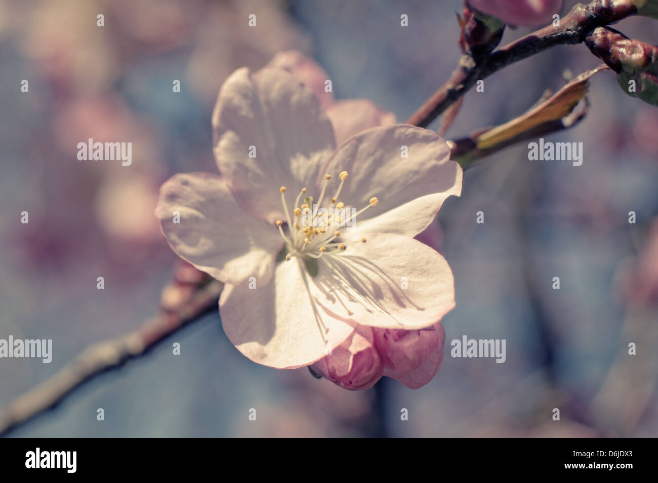 Sakura macro hi-res stock photography and images - Alamy