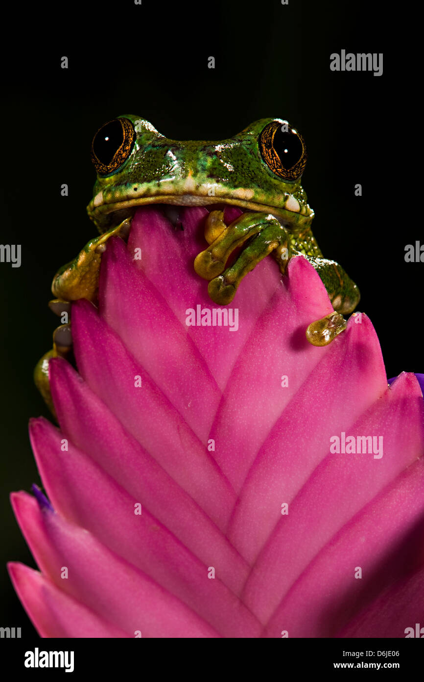 Big Eye Tree Frog Leptopelis vermiculatus Stock Photo