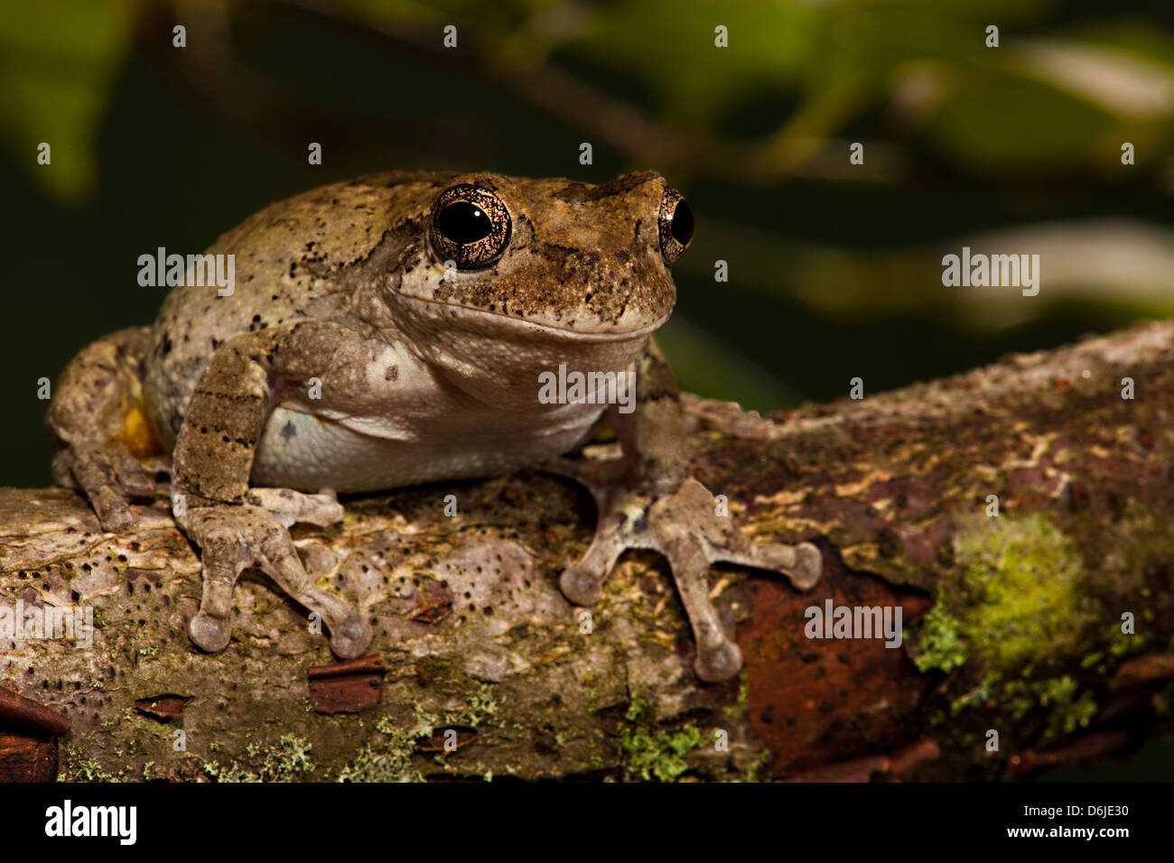 Gray Tree Frog Hyla Versicolor Stock Photo Alamy