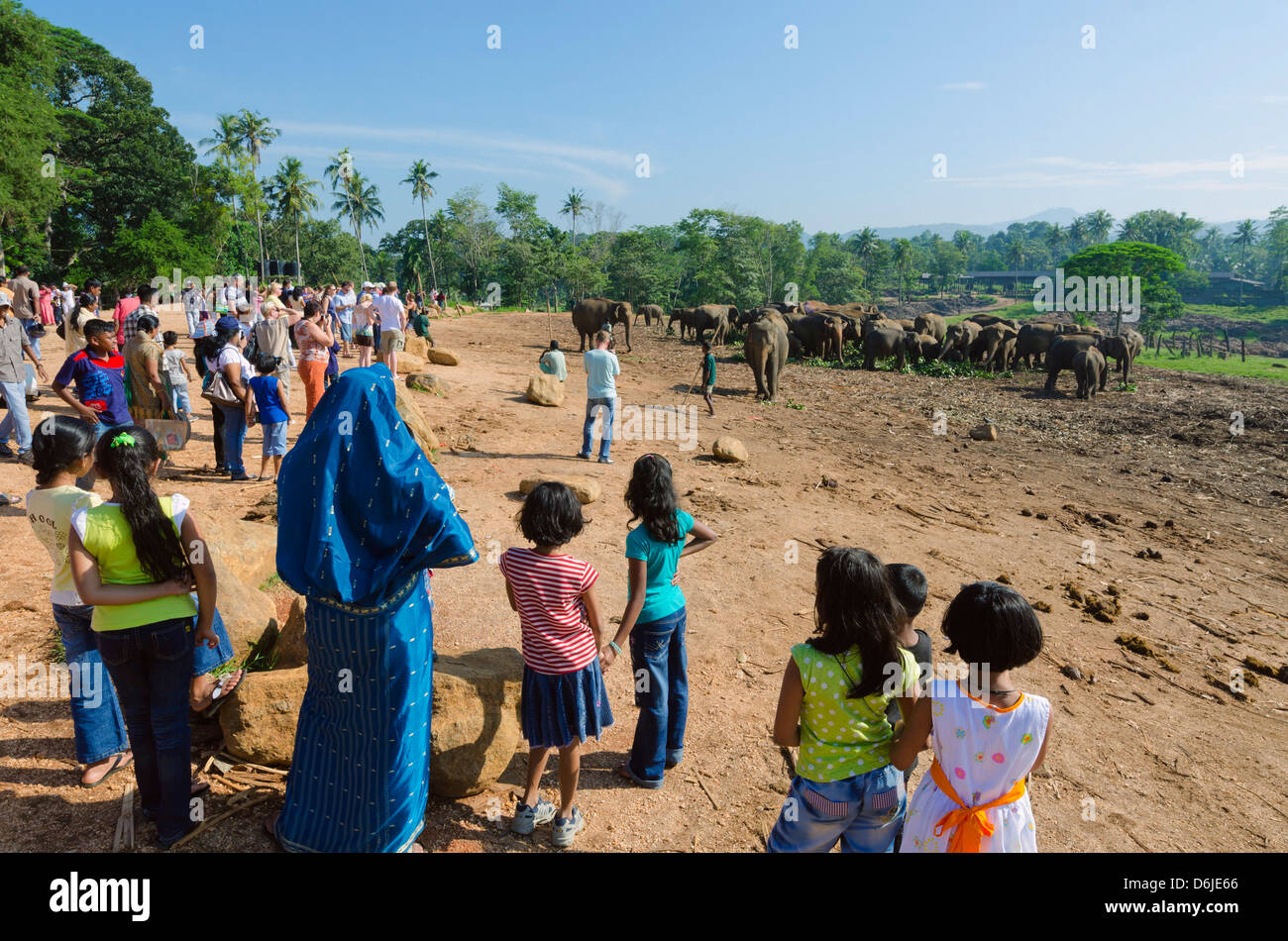 Pinnewala Elephant Orphanage near Kegalle, Hill Country, Sri Lanka, Asia Stock Photo