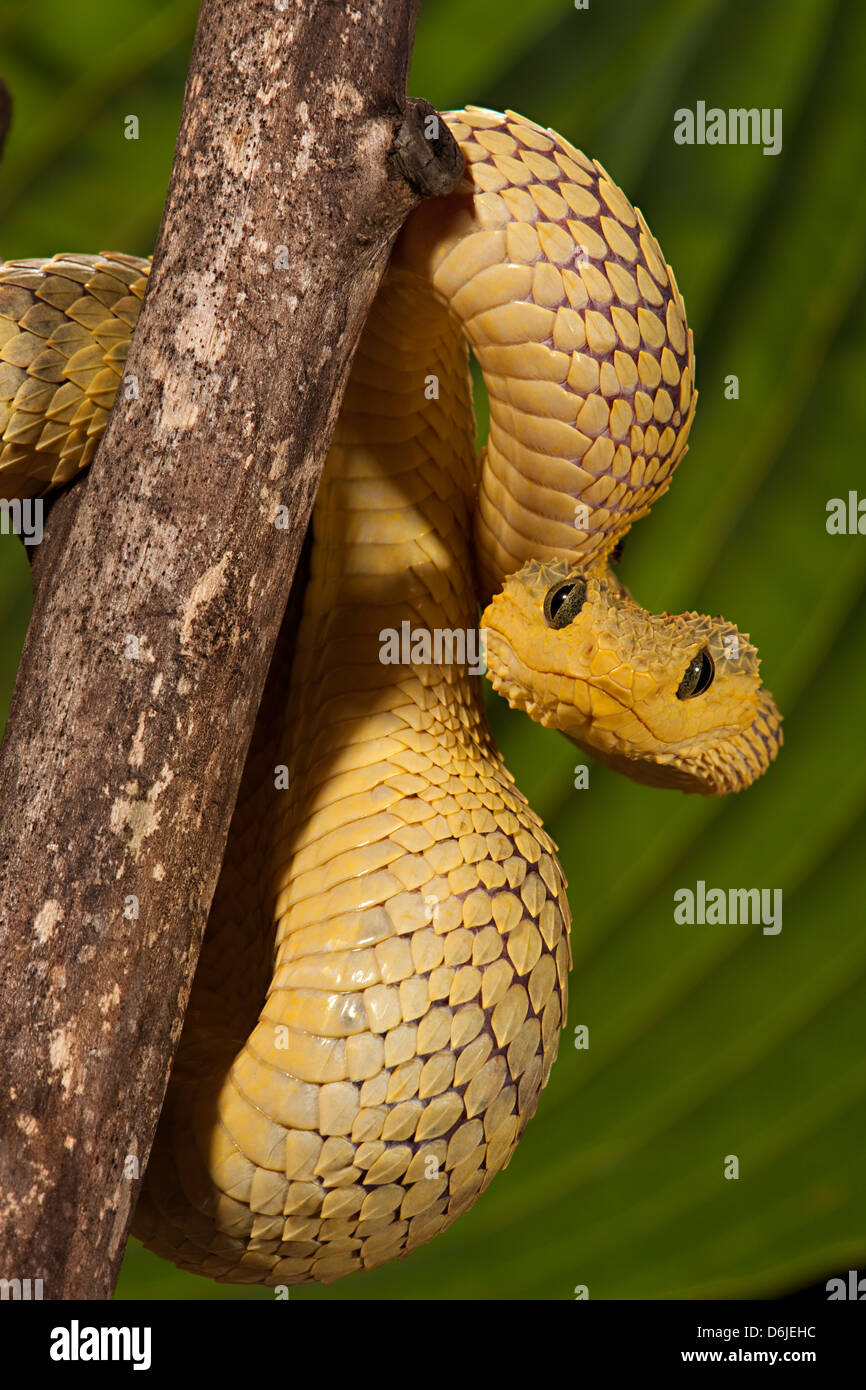 Portrait of Bush viper (Atheris squamigera) on a branch on black back  ground Stock Photo - Alamy