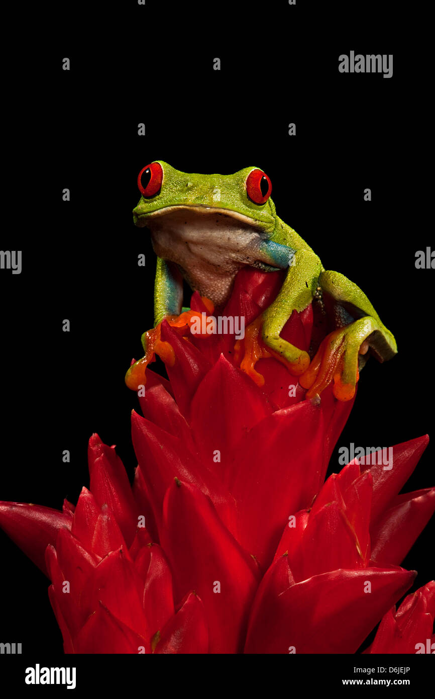 Red Eye Tree Frog  Agalycanis callidryas Stock Photo