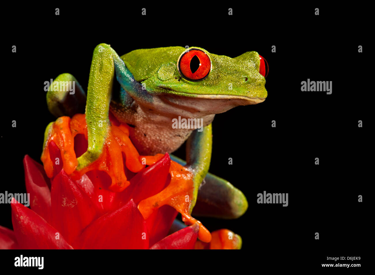 Red Eye Tree Frog  Agalycanis callidryas Stock Photo