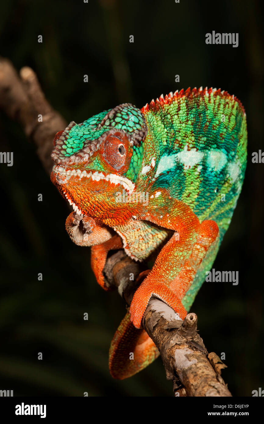 Panther chameleon Furcifer pardalis Stock Photo