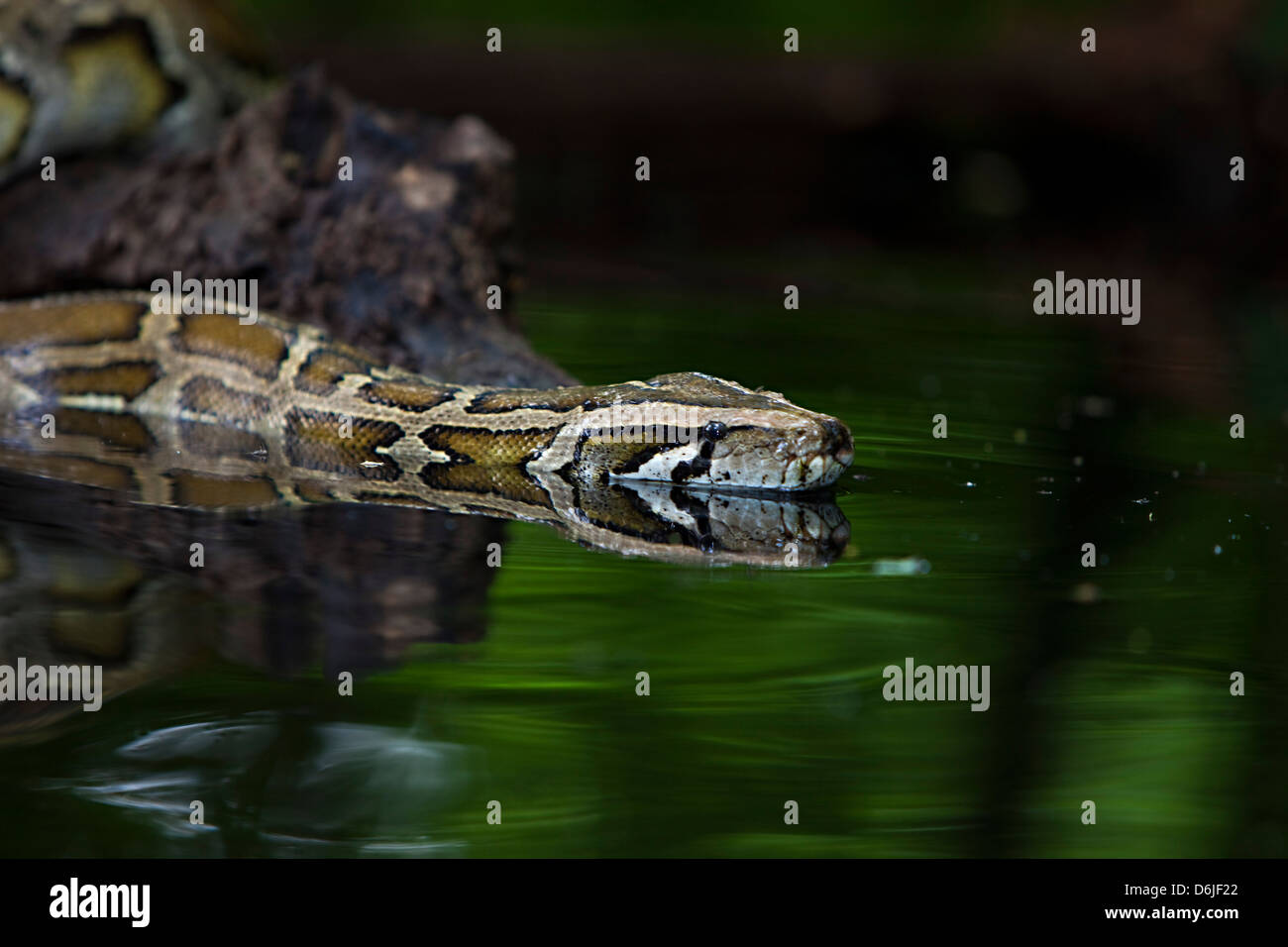 Burmese Python Python Snake molurus bivittatus Stock Photo - Alamy