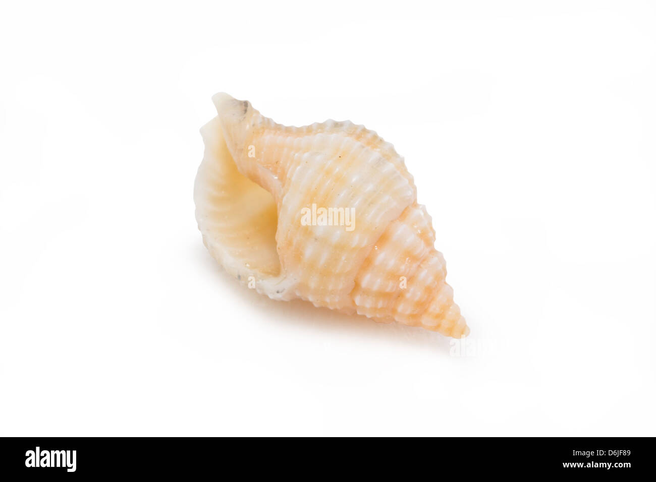 Sea shells isolated on white background. Stock Photo