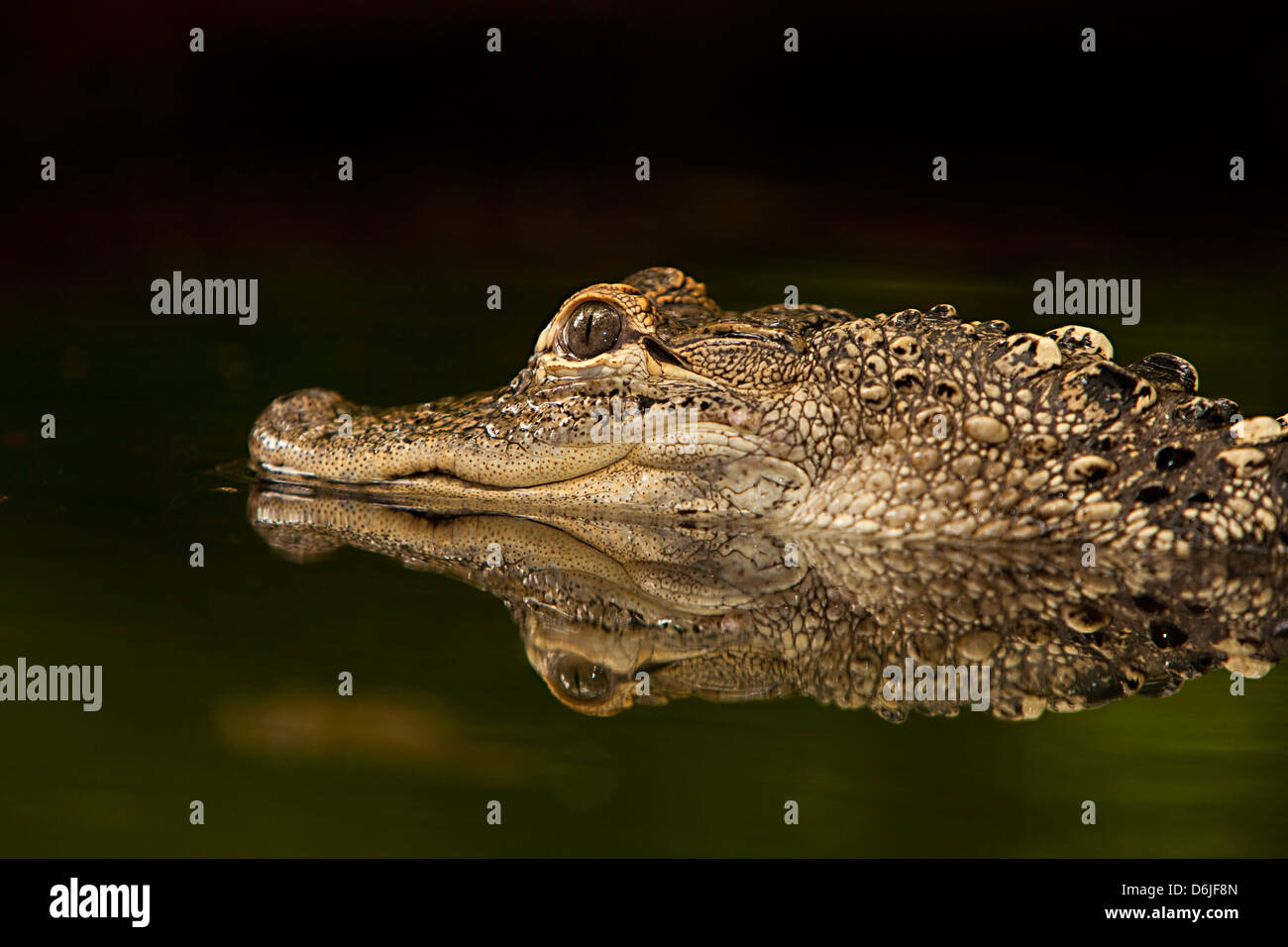 American Alligator Alligator mississippiensis Stock Photo