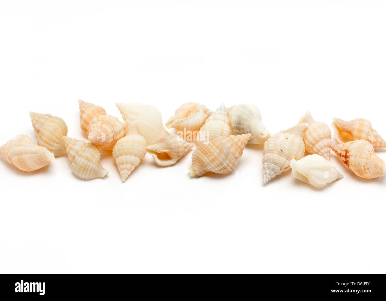 Sea shells border isolated on white background with text space Stock ...