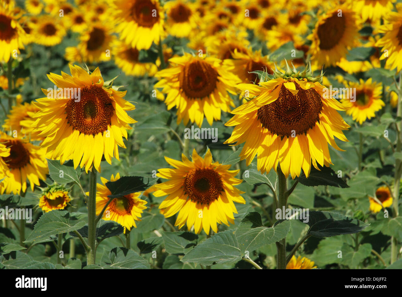 Sunflower field, Medina Sidonia, Cadiz Province, Andalusia, Spain, Western Europe. Stock Photo