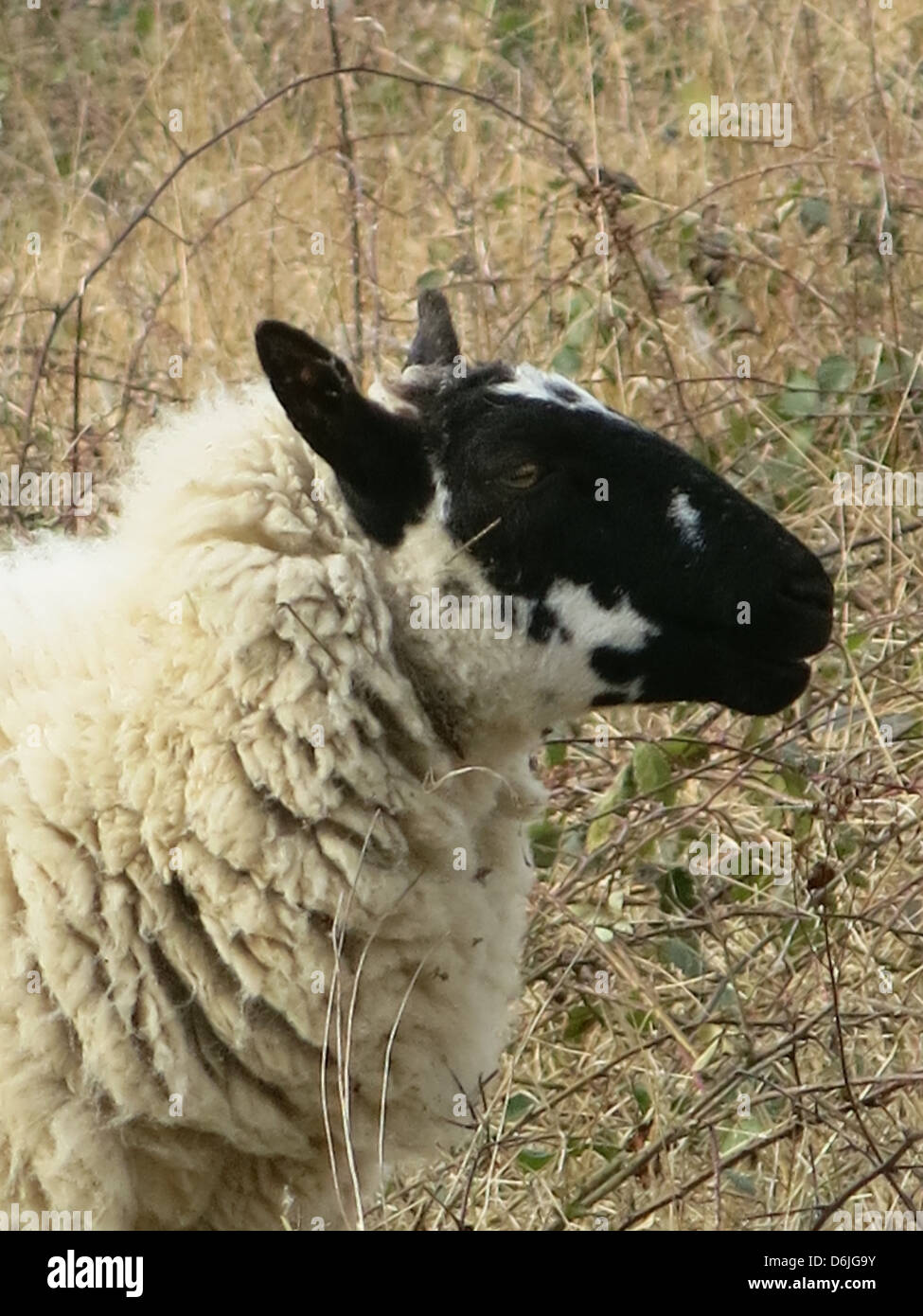 Sheep in The Chilterns Stock Photo