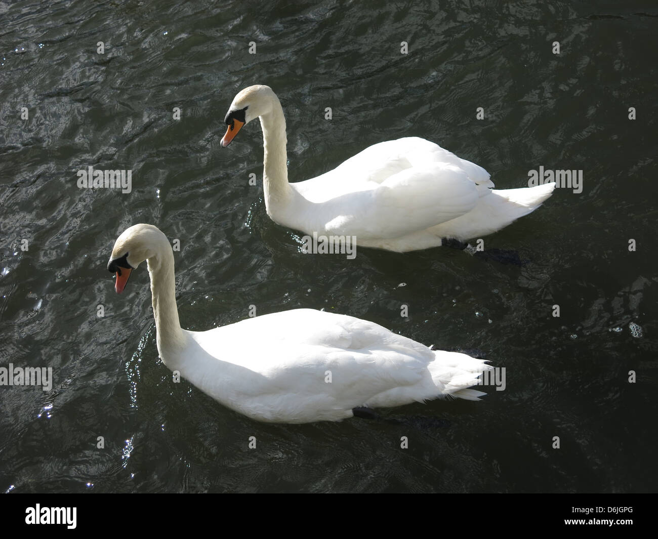 Swans on The River Kennet in Reading, Berkshire. Stock Photo