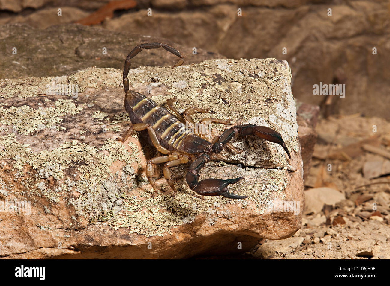 Flat Rock Scorpion Hadogenes paucidens Stock Photo