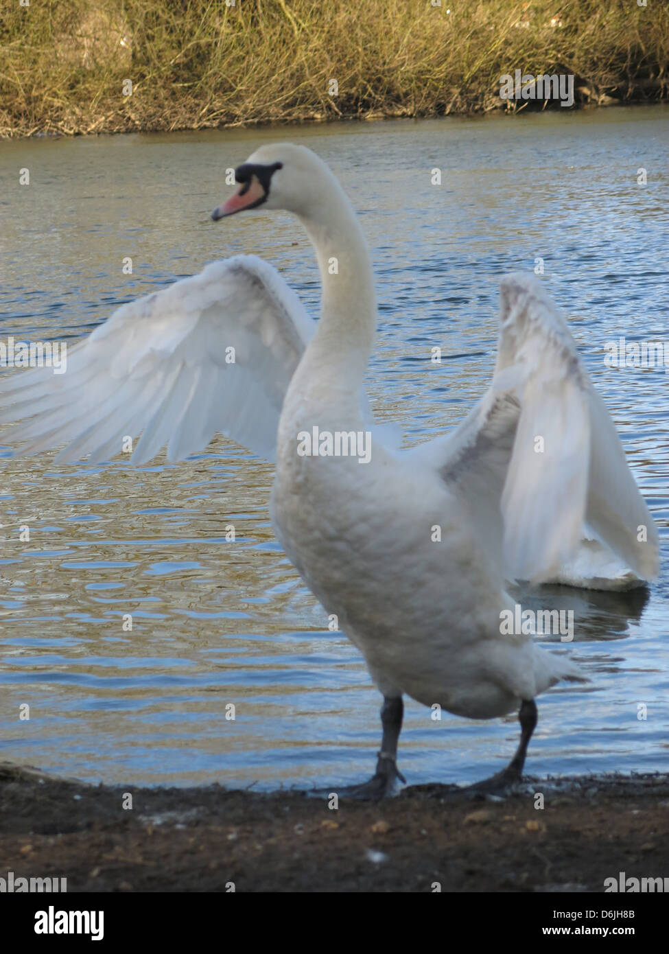 Swan With Open Wings By The River Thames, Reading, Berkshire. Stock Photo
