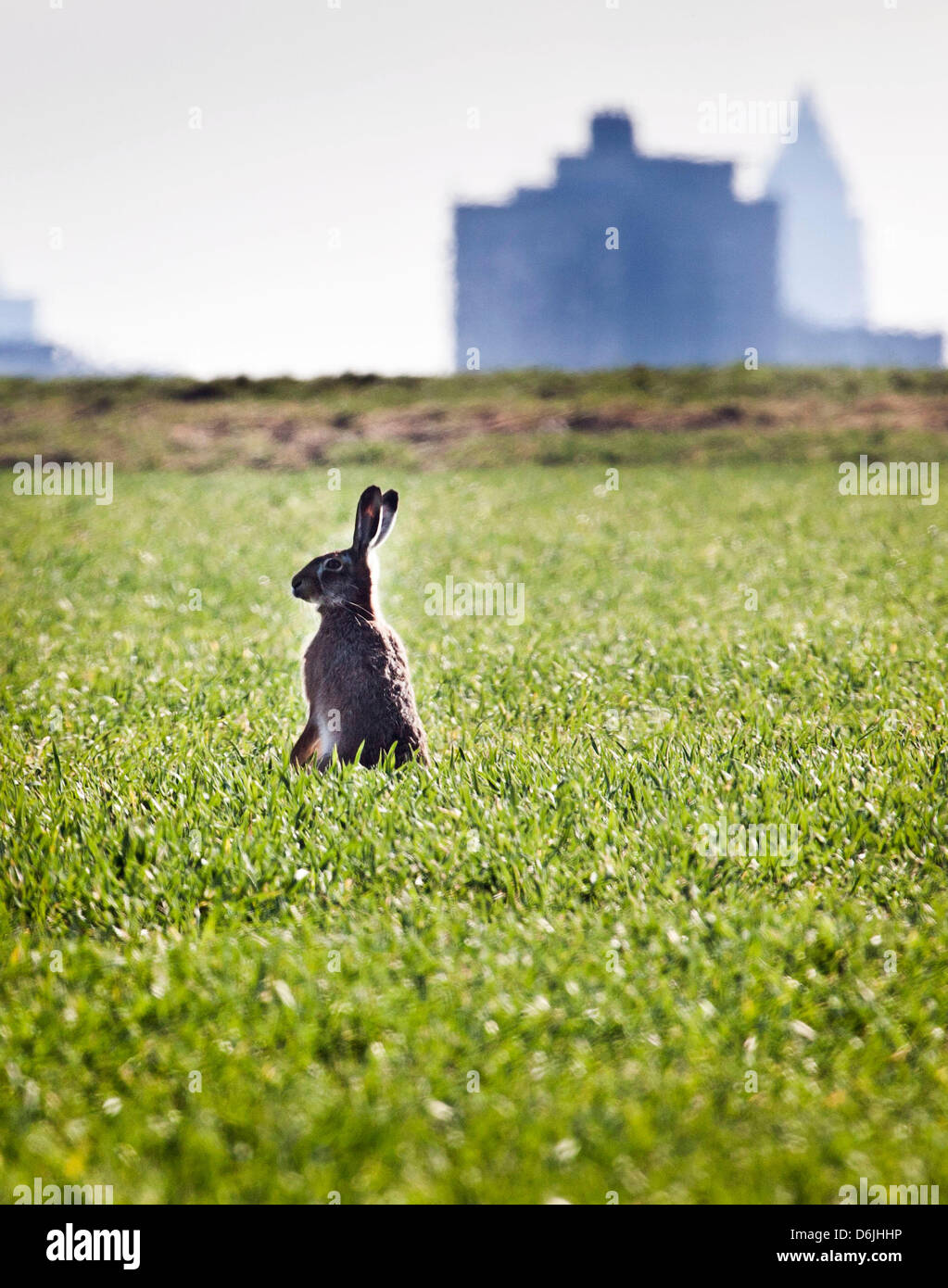 Rabbit in a field in Frankfurt am Main, Germany, 19 March 2012. Photo: FRANK  RUMPENHORST Stock Photo - Alamy