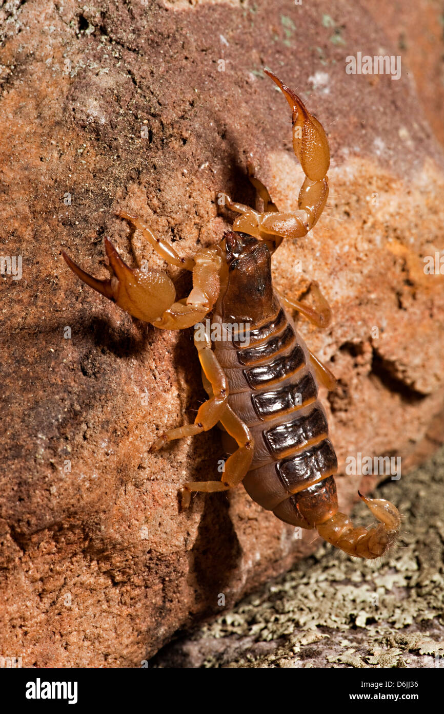 Sand Scorpion Paruroctonus utahensis Stock Photo