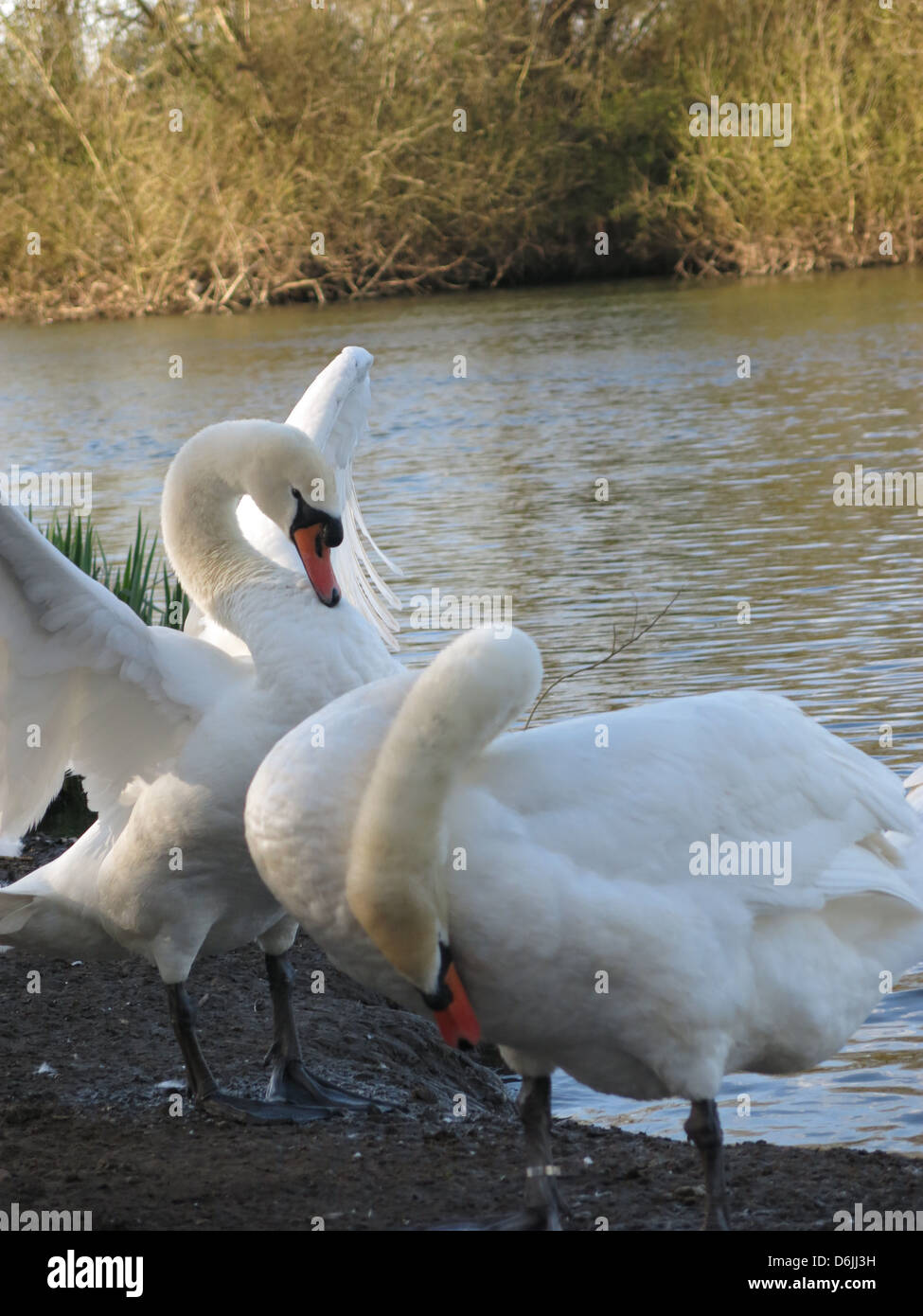 Two Swans By The River Thames, Reading, Berkshire. Stock Photo