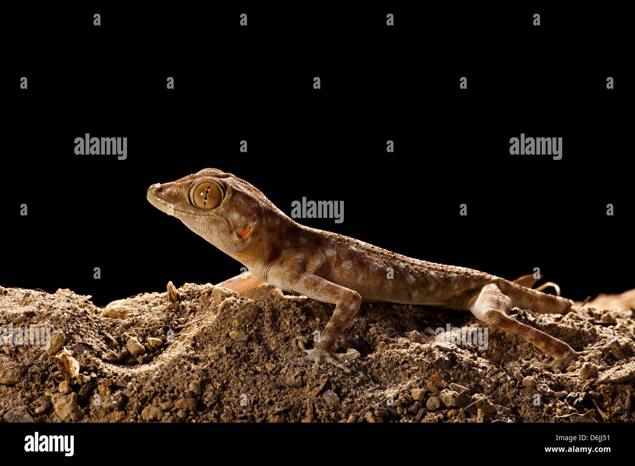 Fan Foot Gecko Ptyodactylus hasselquisti Stock Photo