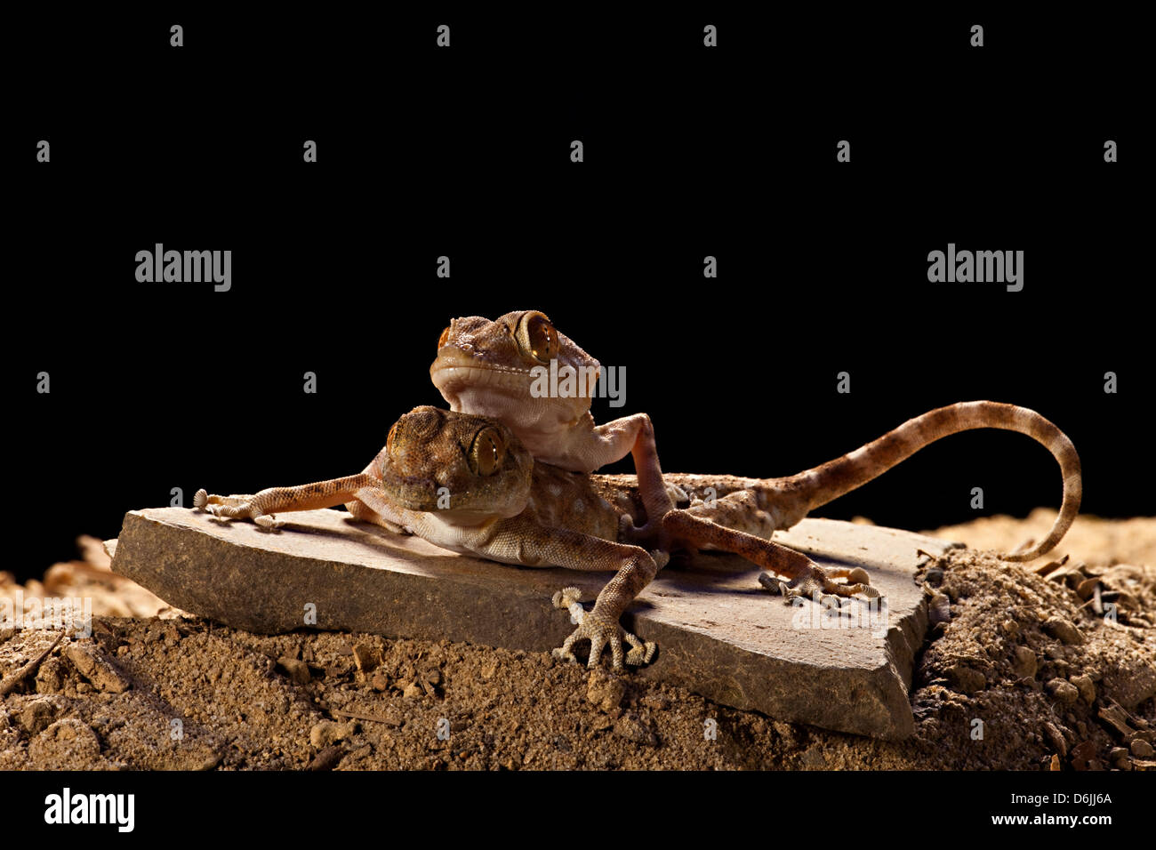 Fan Foot Gecko Ptyodactylus hasselquisti Stock Photo