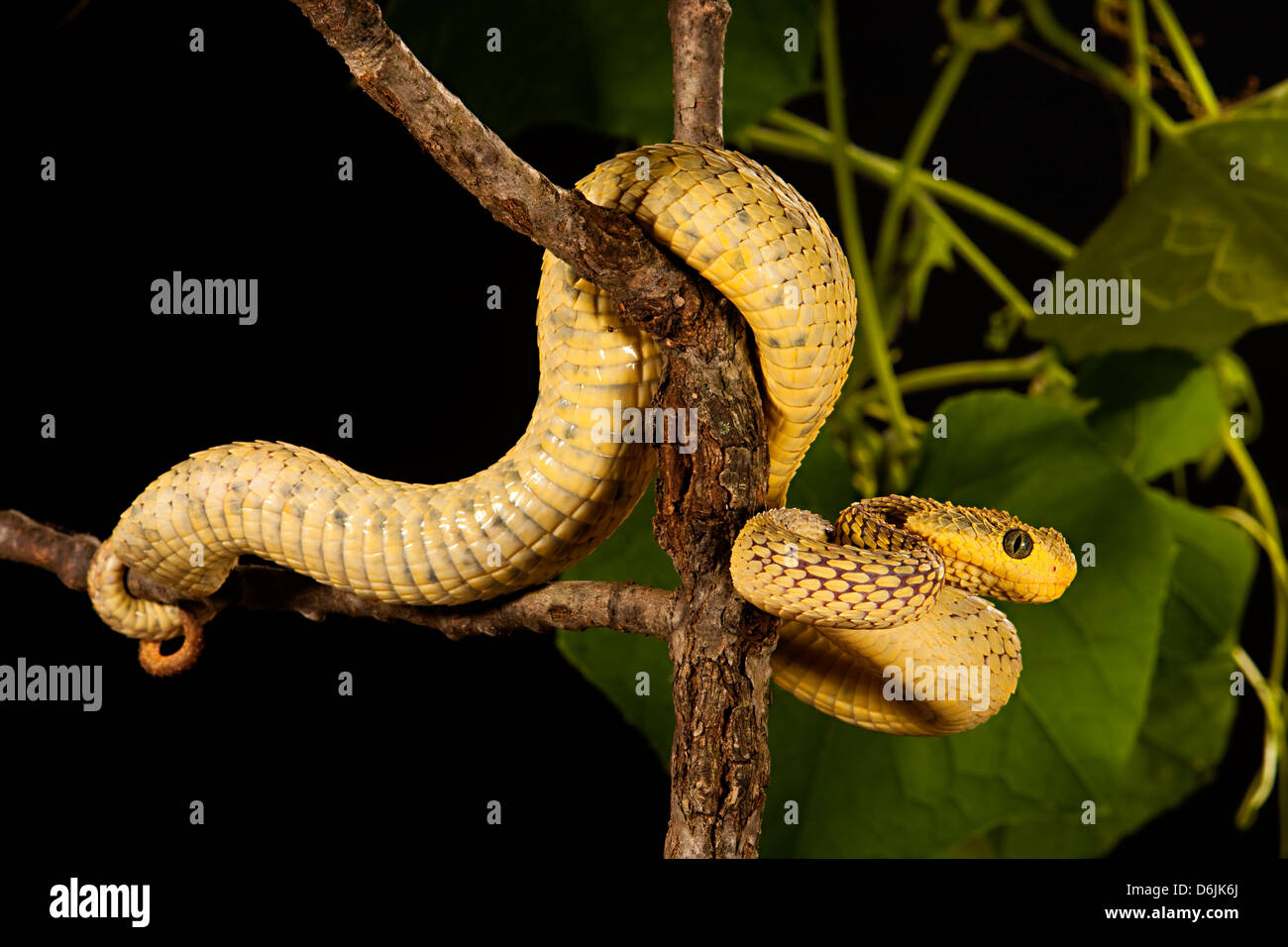 Close-up Of A Yellow Variable Bush Viper (Atheris Squamigera) From Central  African Countries. Stock Photo, Picture and Royalty Free Image. Image  153408574.