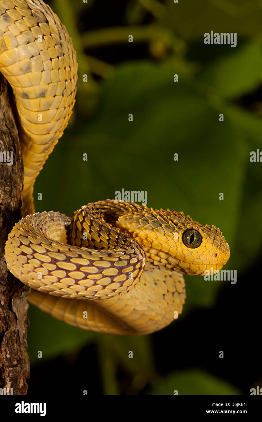 Portrait of Bush viper (Atheris squamigera) on a branch on black back  ground Stock Photo - Alamy