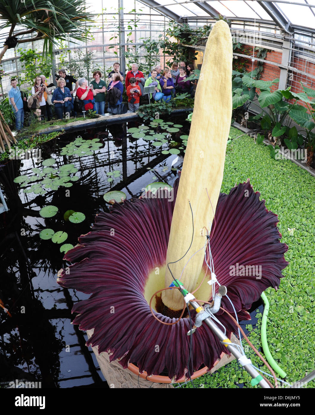 A Titan Arum Or Corpse Flower Blossoms At The Botanic Gardens In