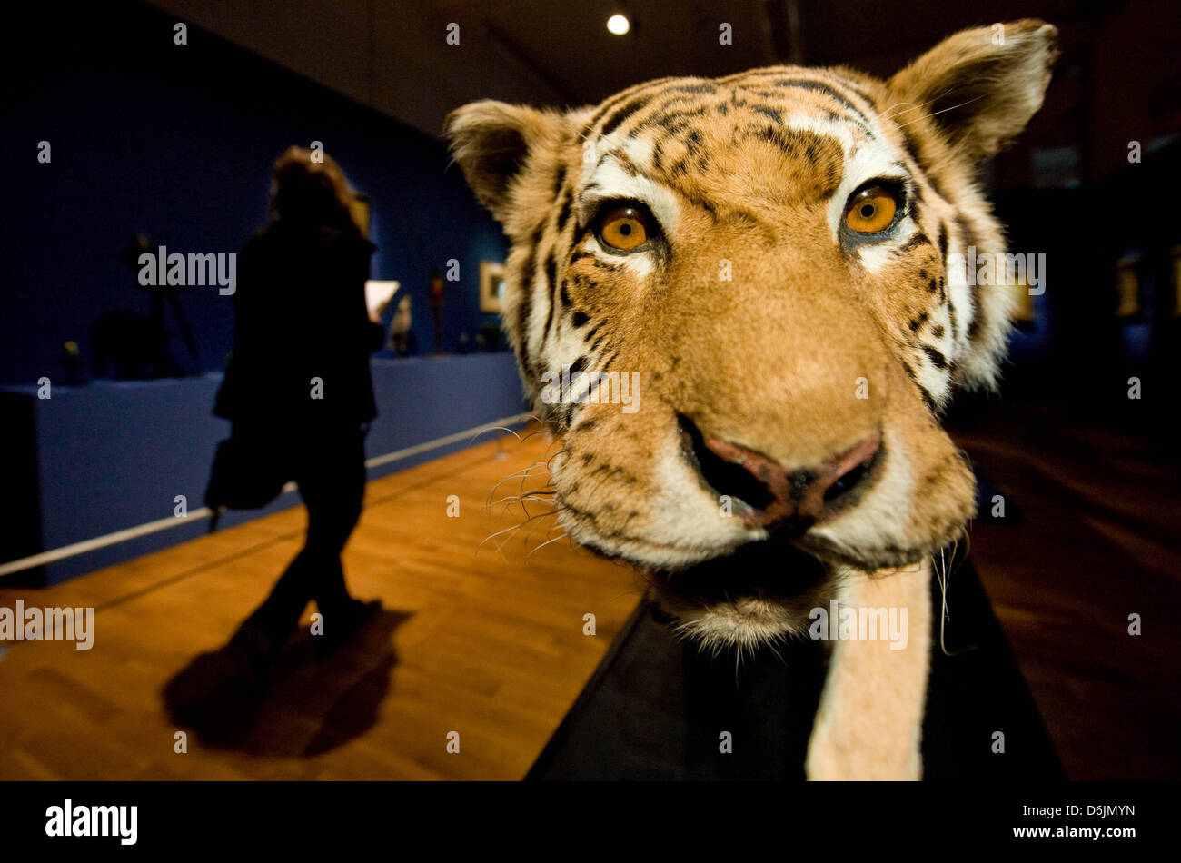 A stuffed Siberian tiger is displayed between paintings at the exhibition 'In the Animal Kingdom' at State Museum in Hanover, Germany, 22 MArch 2012. Stuffed wild cats, pigs and parrots are juxtaposed with paintings members of the same speices from the Middle Ages to today. Photo: Peter Steffen Stock Photo