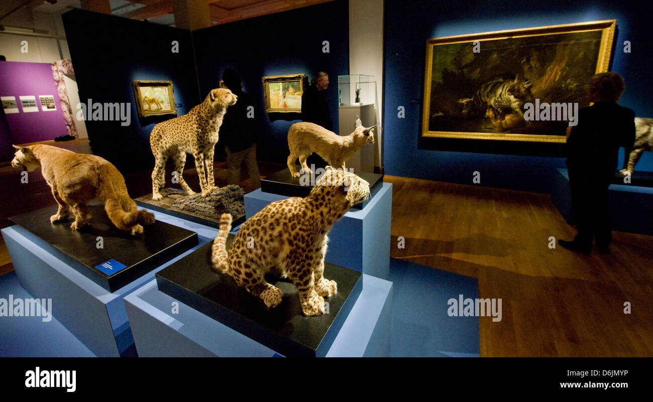 Stuffed wild cats are displayed between paintings at the exhibition 'In the Animal Kingdom' at State Museum in Hanover, Germany, 22 MArch 2012. Stuffed wild cats, pigs and parrots are juxtaposed with paintings members of the same speices from the Middle Ages to today. Photo: Peter Steffen Stock Photo