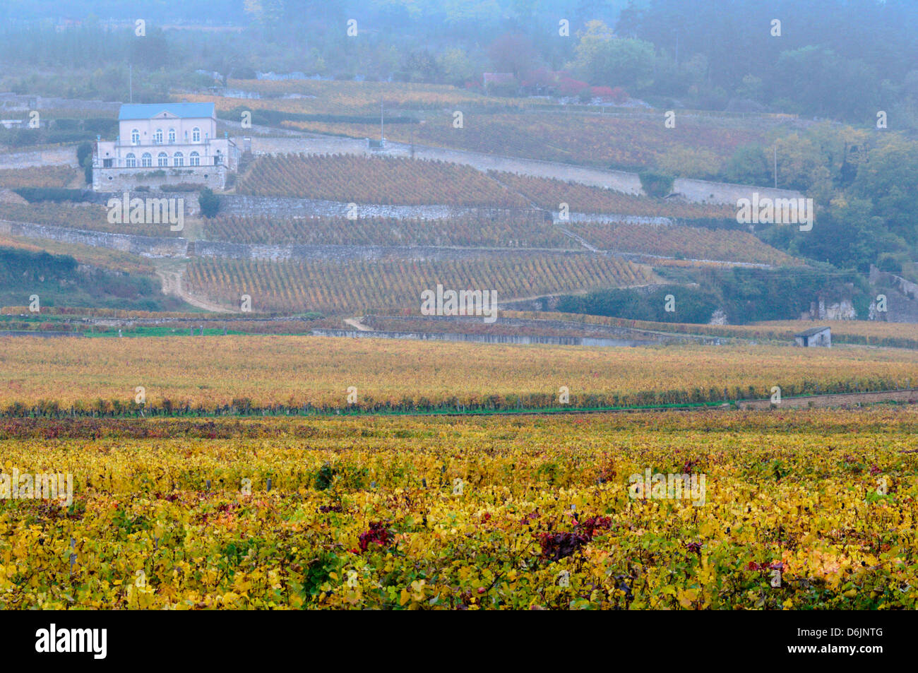 Early morning mist over the vines of the Domaine du Château Gris outside the small French town of Nuits-Saint-Georges. Stock Photo