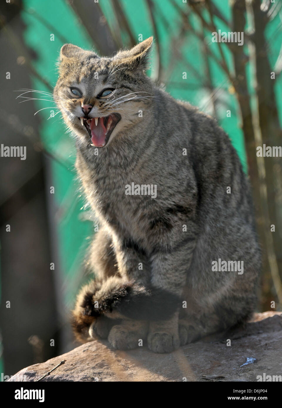 A wildcat sits in the viewing enclosure at the wildcat village in