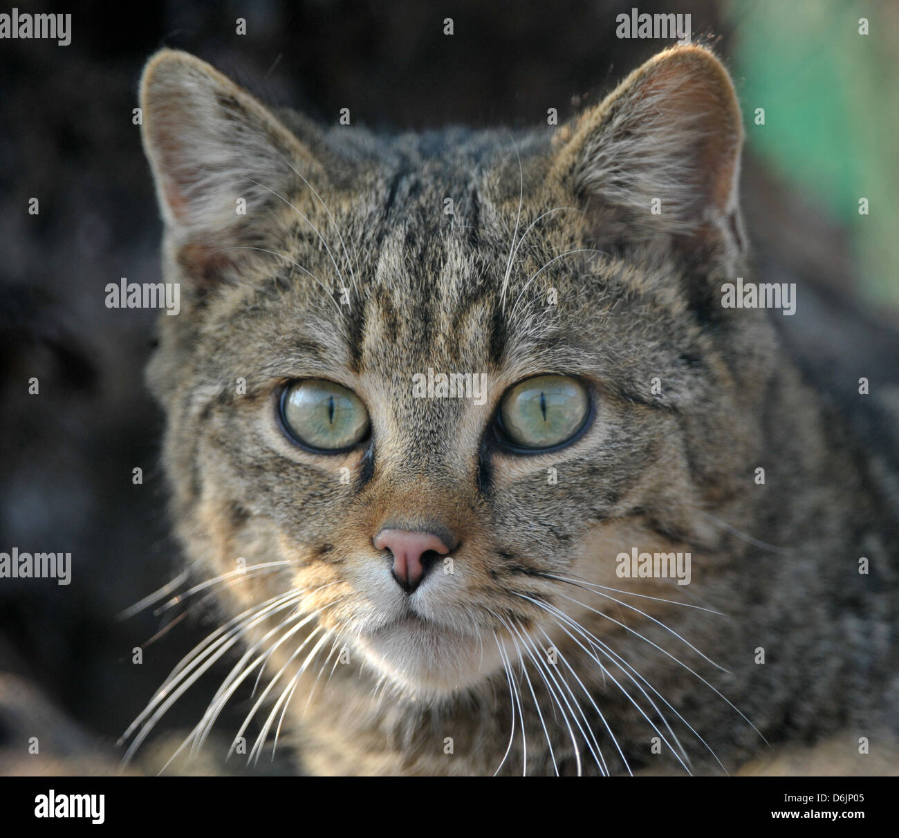 A wildcat sits in the viewing enclosure at the wildcat village in