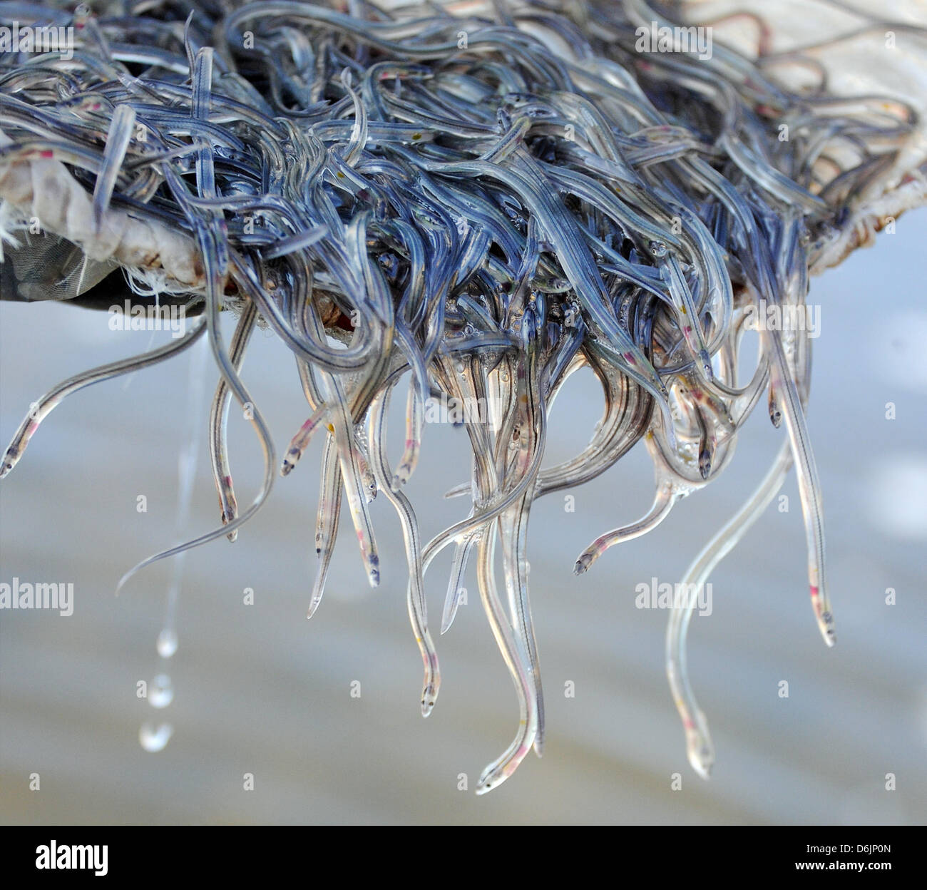 Glass eel hires stock photography and images Alamy