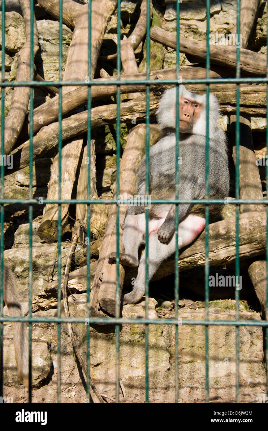Monkey baboon sitting in the cage of zoo Stock Photo