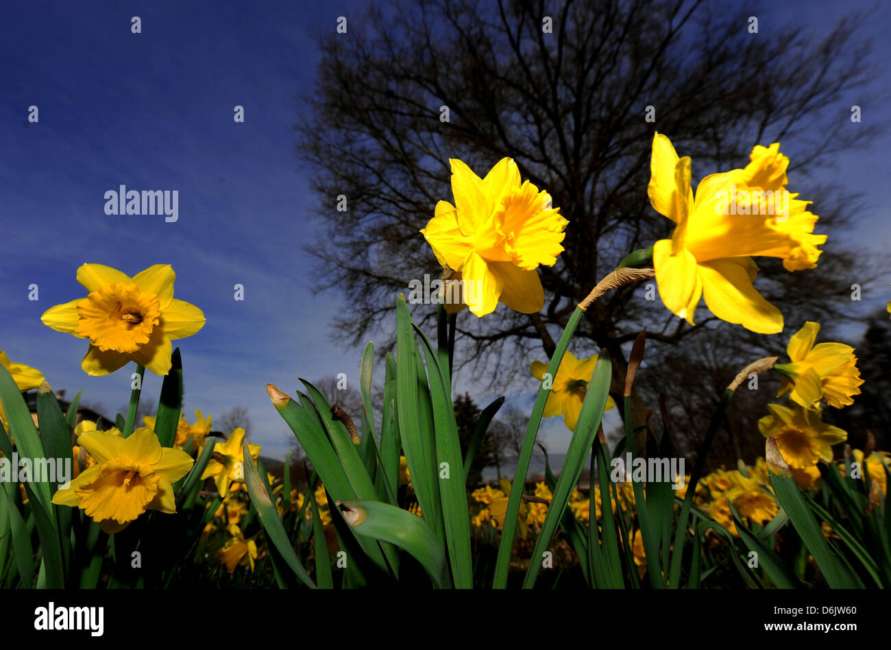 Easter daffodils are blossoming on a maedow in Springe, Germany, 27 March 2012. Photo: Peter Steffen Stock Photo