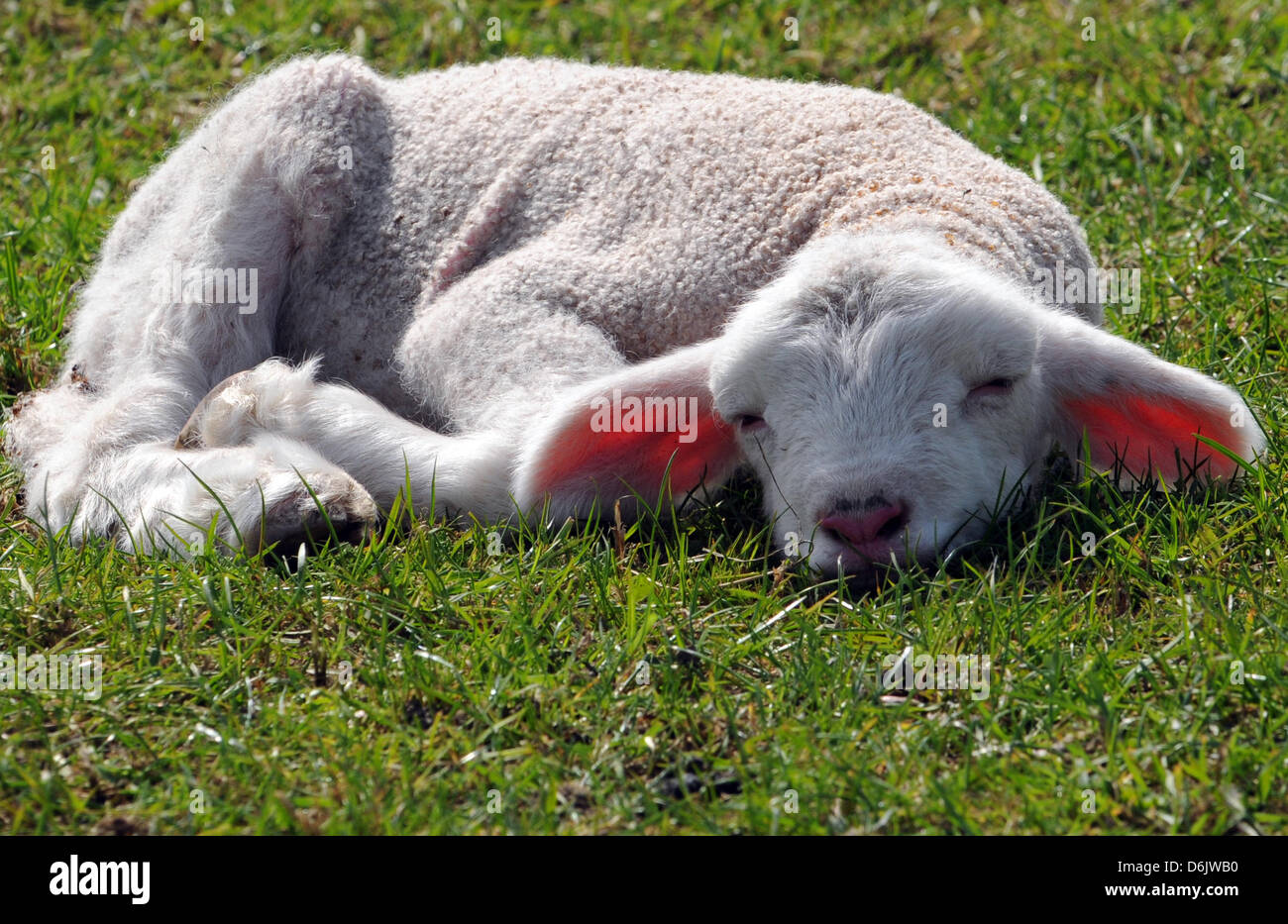 розовый баран. овца с ягненком. ягненок. агнец (lamb). домашние животные овца.