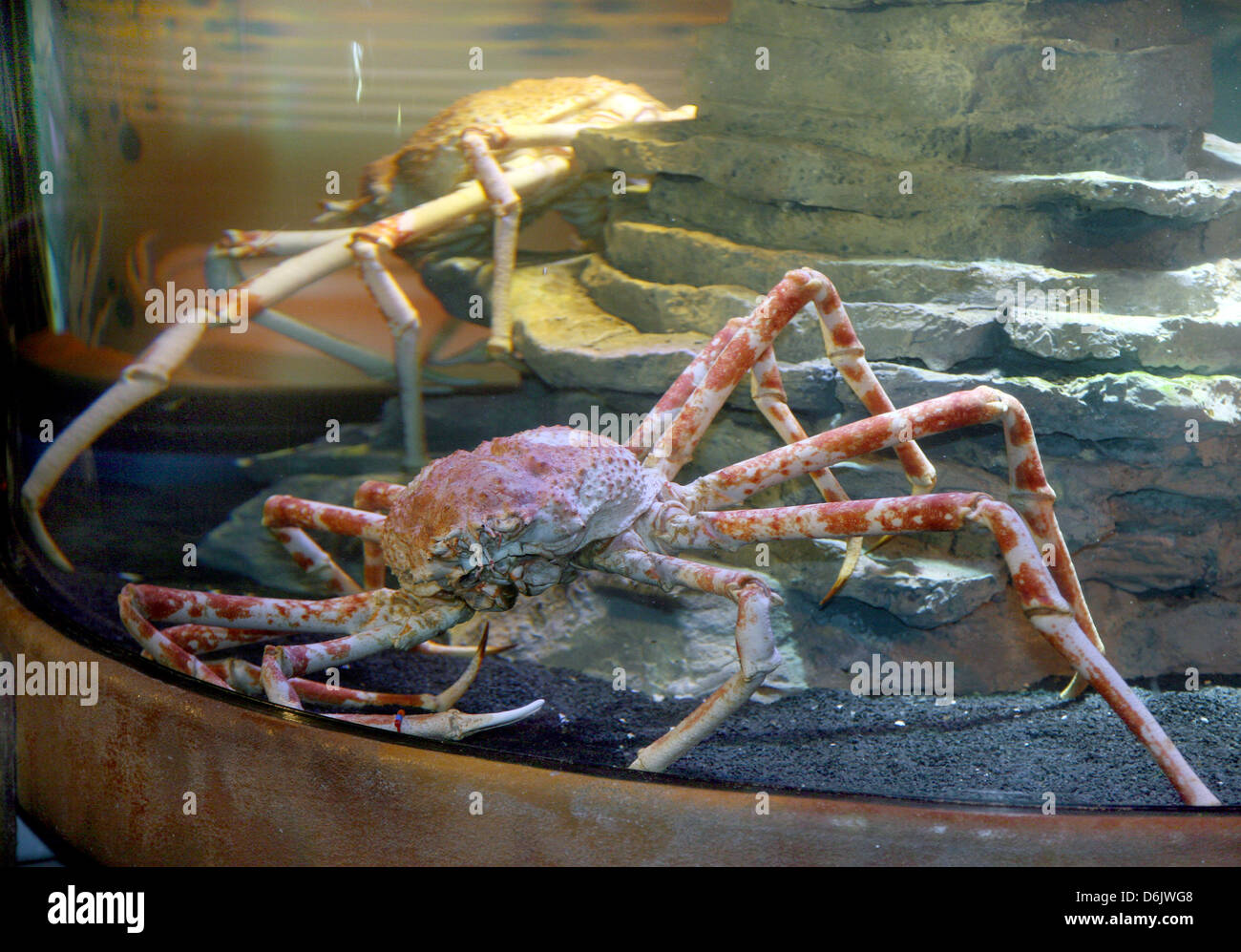 Japanese Spider Crab Edible