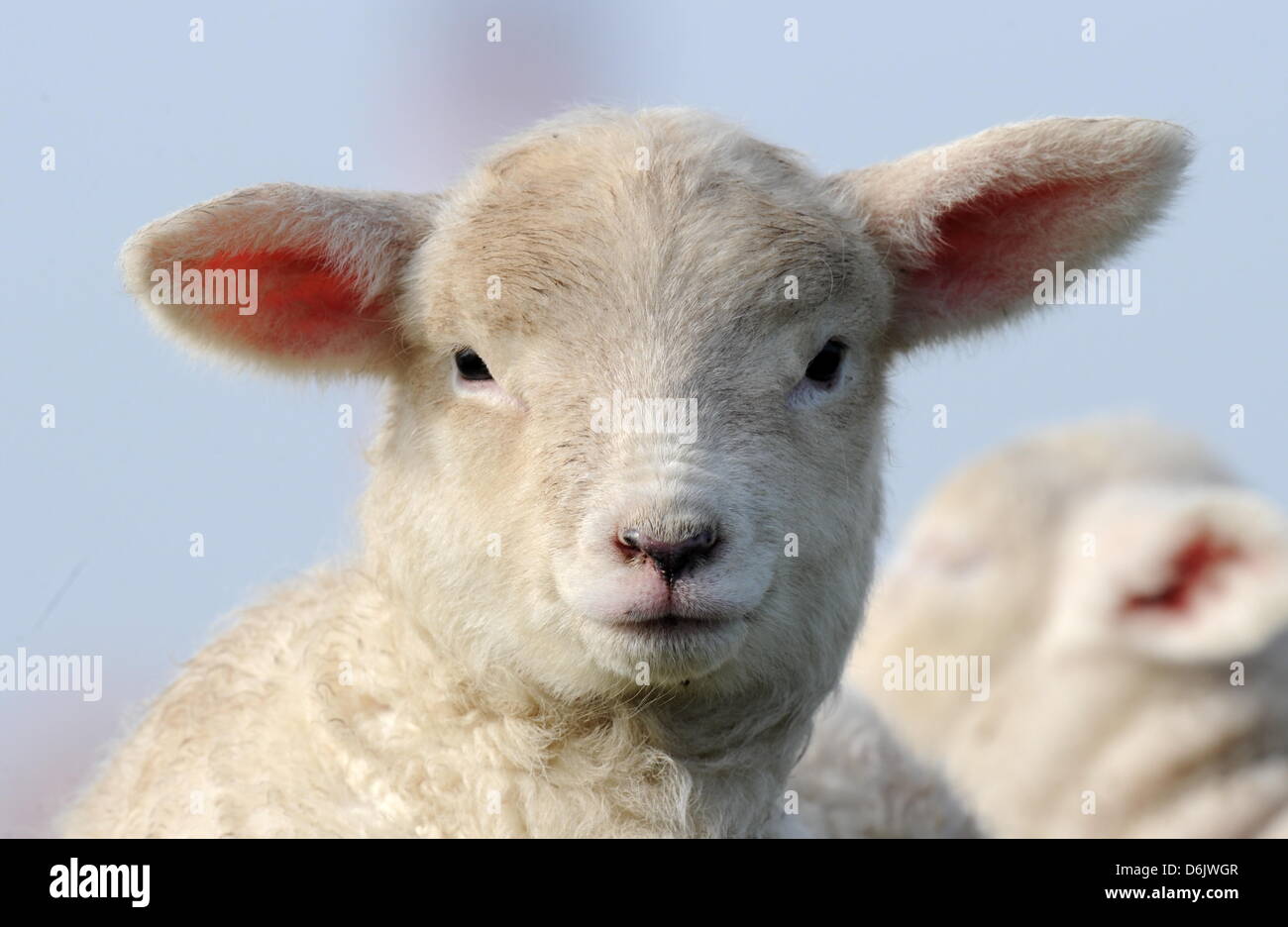 A lamb looks into the camera on the North Sea dike with their mother near Westerhever, Germany, 27 March 2012. In Schleswig-Holstein, there are around 2,200 shepherds with approximately 320,000 sheep. Photo: CARSTEN REHDER Stock Photo