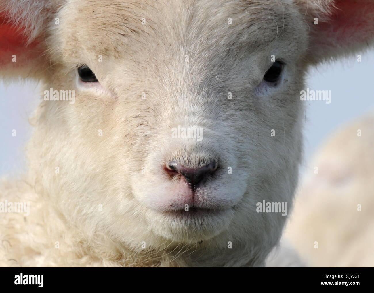 A lamb looks into the camera on the North Sea dike with their mother near Westerhever, Germany, 27 March 2012. In Schleswig-Holstein, there are around 2,200 shepherds with approximately 320,000 sheep. Photo: CARSTEN REHDER Stock Photo