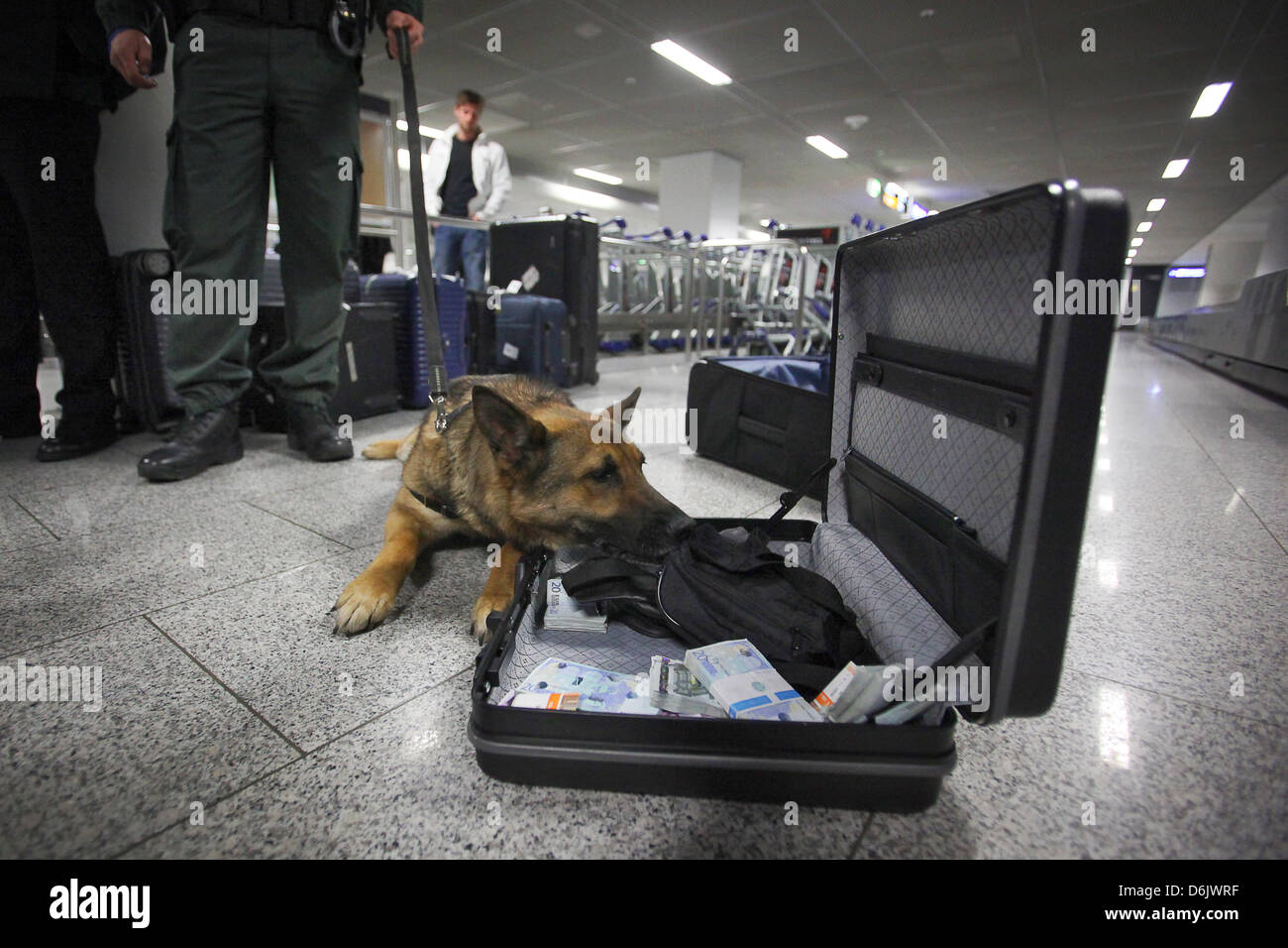 Money sniffer dog 'Dina' finds the suitcase with the money without any