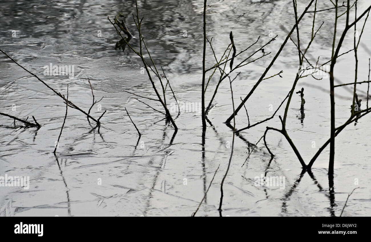 Sticks and twigs stuck in an ice covered pond ,reflecting on the surface Stock Photo