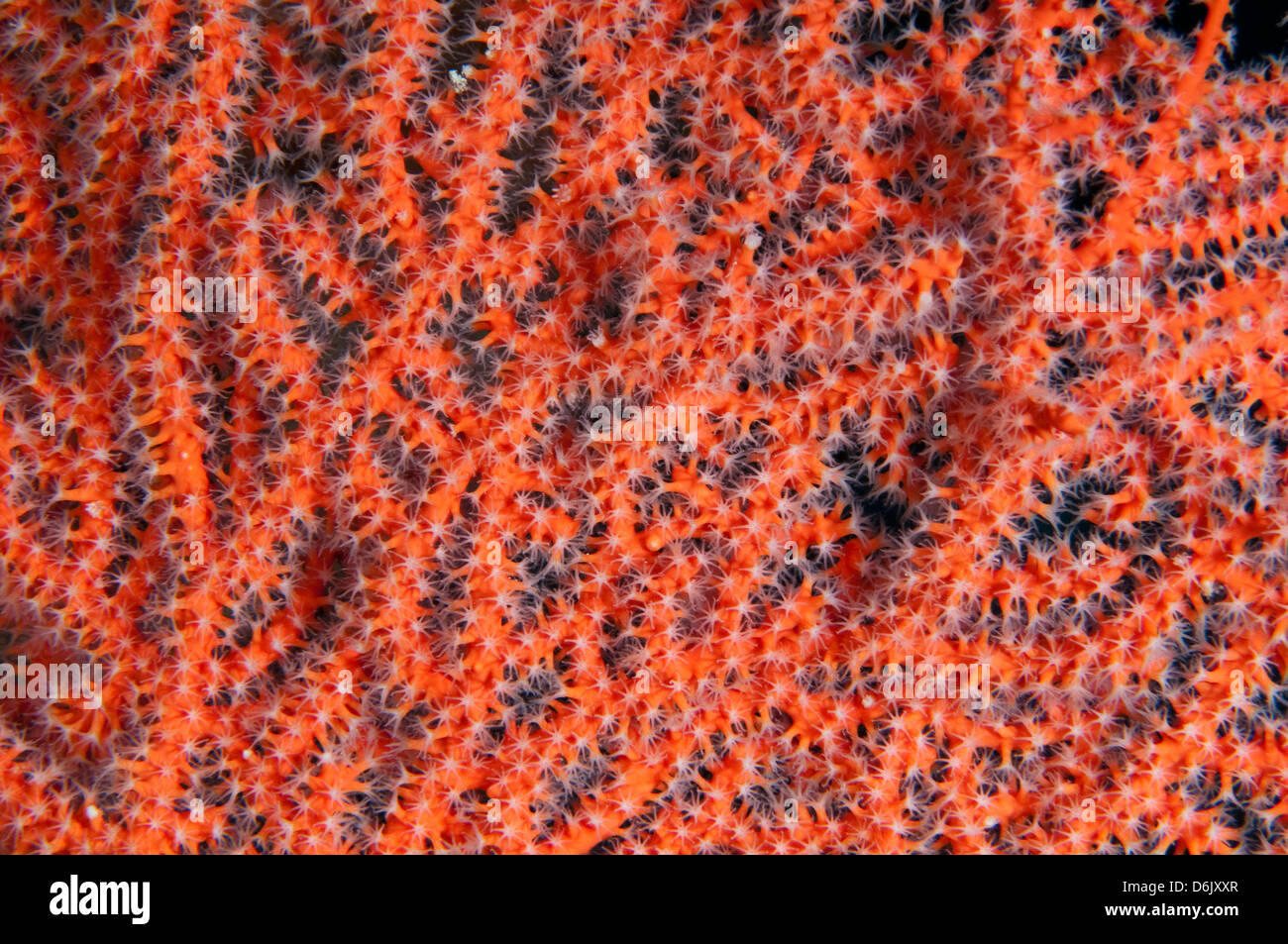 Close up of a sea fan with polyps Sulawesi Indonesia. Stock Photo