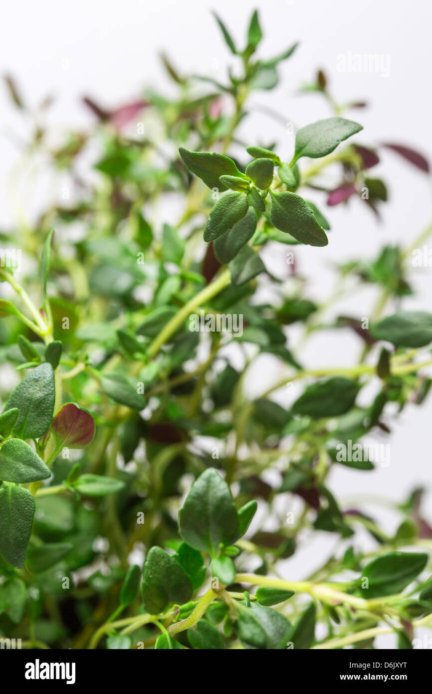 Thyme Herb fresh Stock Photo Alamy