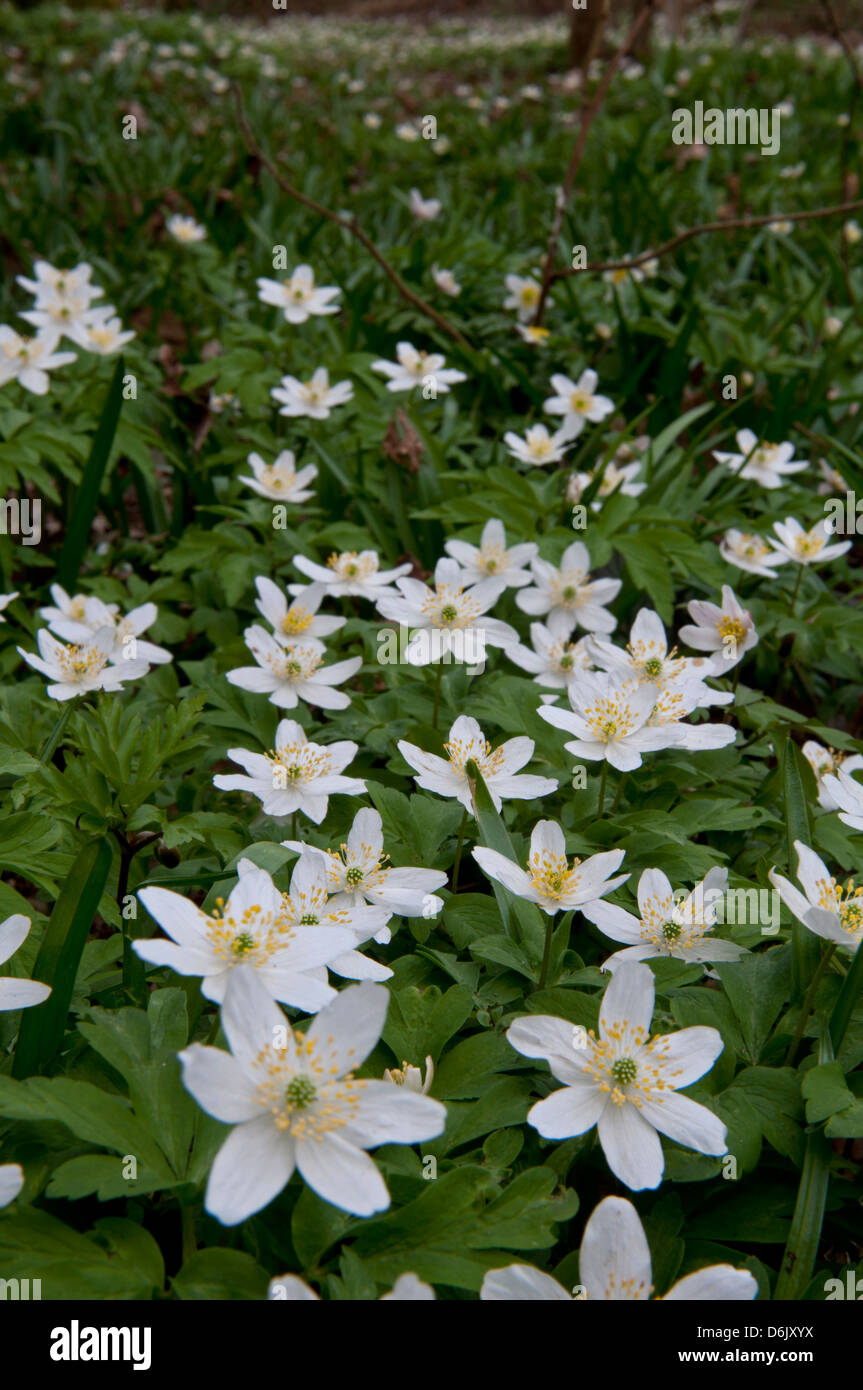 Wood anemones uk woodland hires stock photography and images Alamy